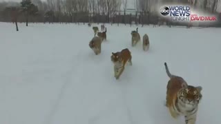 ویدئو قطاری از چند ببر سیبری