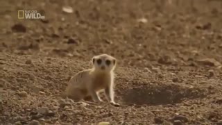 مستندشیرها و حیات وحش نامیبیا در افریقای جنوبی