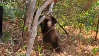 شکار و خوردن میمون توسط شامپانزه ها