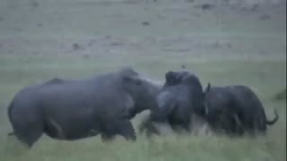 نبرد دیدنی کرگدن با بوفالو !