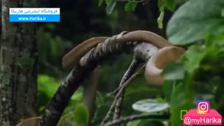 در جزیره Queimada Grande در هر متر مربع ۵ مار زندگی می کند. این جزیره انسان های زیادی را به کام مرگ کشانده