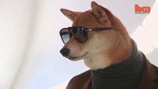 سگی که در مدلینگ لباس کار میکند !