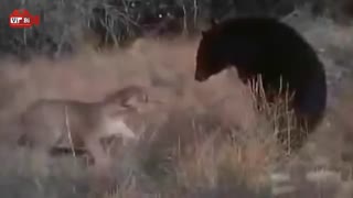 نبرد دیدنی شیر نر با خرس سیاه !