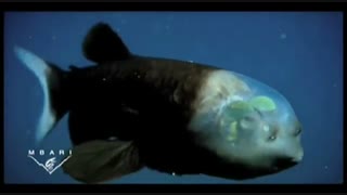 کلیپی جالب و دیدنی از ماهی سر شیشه ای !