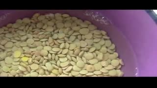 چگونه برای سفره هفت سین عدس سبز کنیم؟