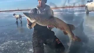 اردک ماهی 45/5 کیلیویی شکار شده لذتبخش